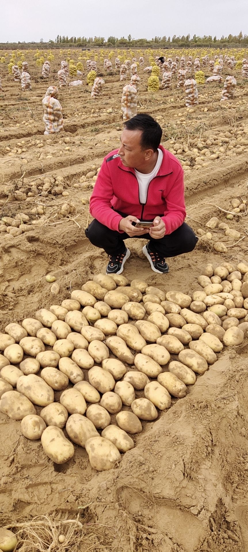 定边土豆最新价格动态与市场需求分析摘要